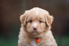 Femelle collier Orange