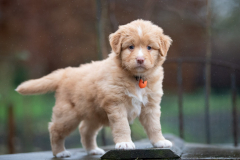Femelle collier Orange