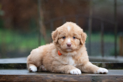 Femelle collier Orange
