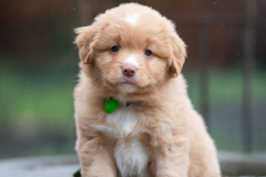 Femelle collier Vert