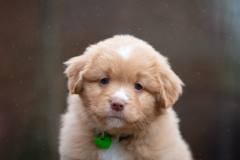 Femelle collier Vert