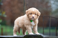 Femelle collier Vert