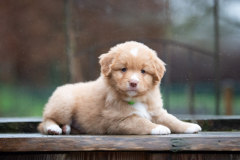 Femelle collier Vert