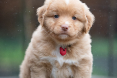 Femelle collier Rouge