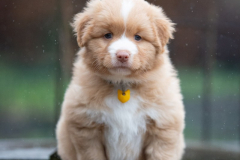 Femelle collier Jaune