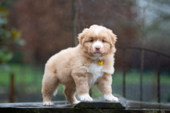 Femelle collier Jaune