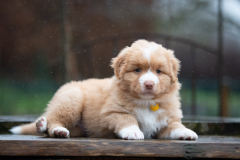 Femelle collier Jaune