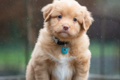 Femelle collier Bleu