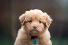 Femelle collier Bleu