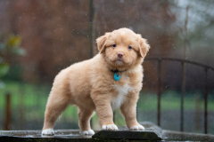 Femelle collier Bleu