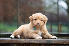 Femelle collier Bleu