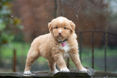 Femelle collier Rose