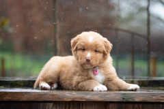 Femelle collier Rose