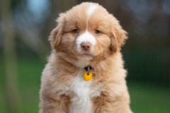 Femelle collier Jaune