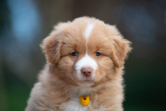 Femelle collier Jaune