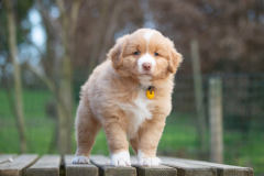 Femelle collier Jaune