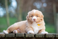 Femelle collier Jaune