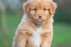 Femelle collier Bleu