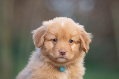 Femelle collier Bleu