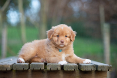 Femelle collier Bleu