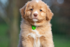 Femelle collier Vert