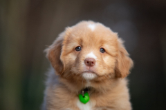 Femelle collier Vert