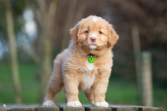 Femelle collier Vert