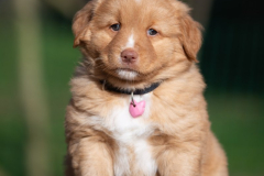 Femelle collier Rose