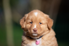 Femelle collier Rose