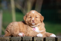 Femelle collier Rose