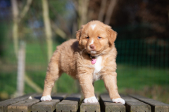 Femelle collier Rose