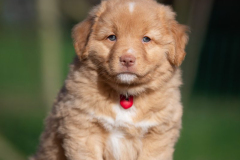 Femelle collier Rouge
