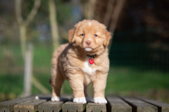 Femelle collier Rouge