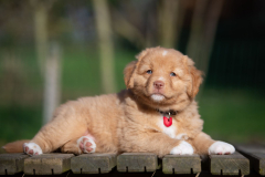 Femelle collier Rouge