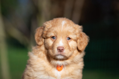 Femelle collier Orange