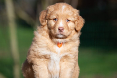 Femelle collier Orange