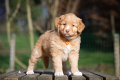 Femelle collier Orange