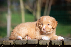 Femelle collier Orange