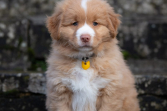 A'Kiara (Femelle collier Jaune)