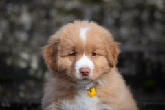 A'Kiara (Femelle collier Jaune)