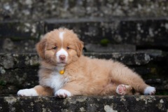 A'Kiara (Femelle collier Jaune)