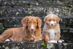 A'Kiara (Femelle collier Jaune)