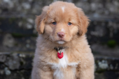 Asokha (Femelle collier Rouge)