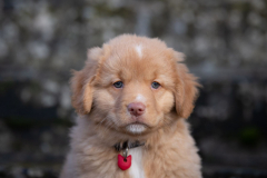 Asokha (Femelle collier Rouge)