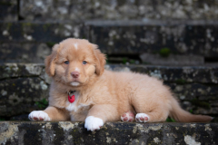 Asokha (Femelle collier Rouge)