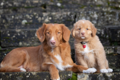 Asokha (Femelle collier Rouge)