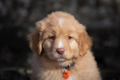 Aria (Femelle collier Orange)