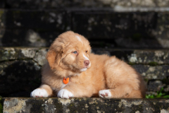 Aria (Femelle collier Orange)