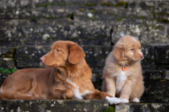 Aria (Femelle collier Orange)