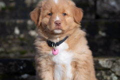 A'Lilas (Femelle collier Rose)